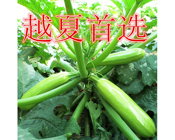 �����J�N��-�S��1̖-���N�I(y��)